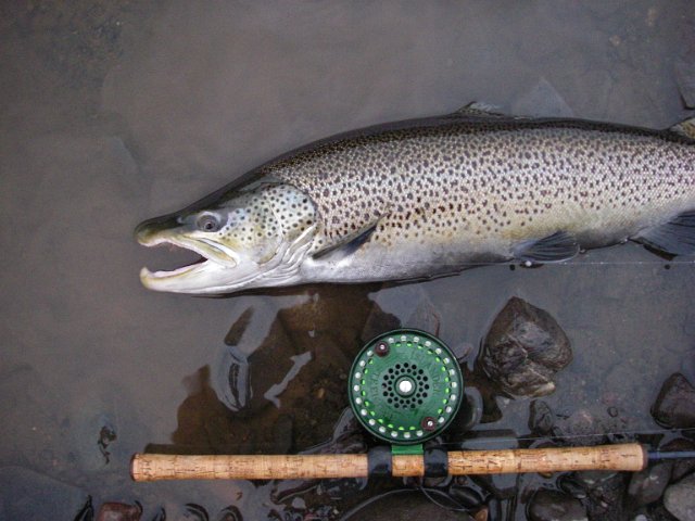2012-11-05 18-06-37_0008.JPG - A rare brown trout 796 mm. 5 kg. caught east of Thunder Bay in a Lake Superior tributary...released.Jon